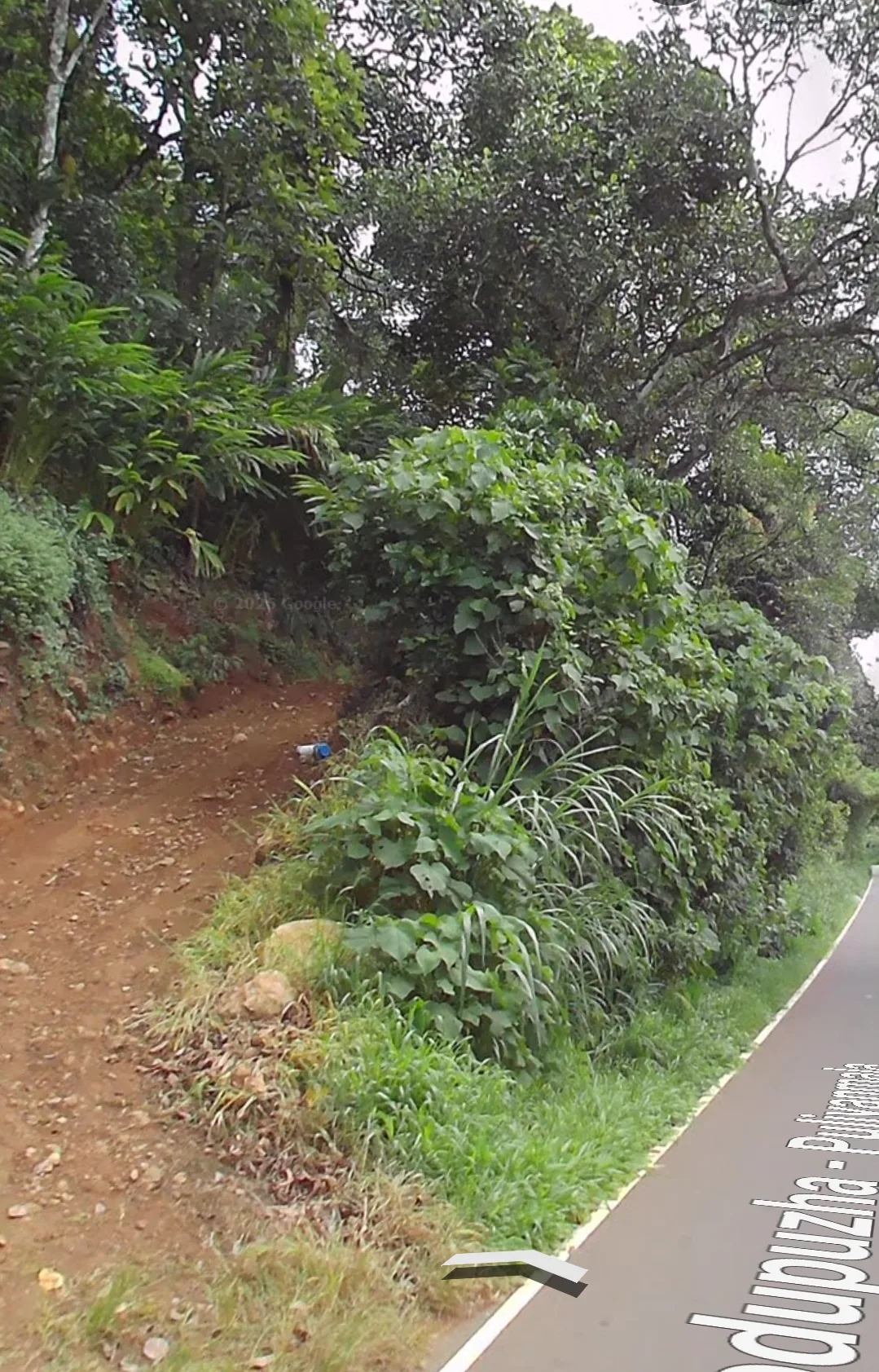 Cardamom Filled land with 2BHK Shelter House (old)