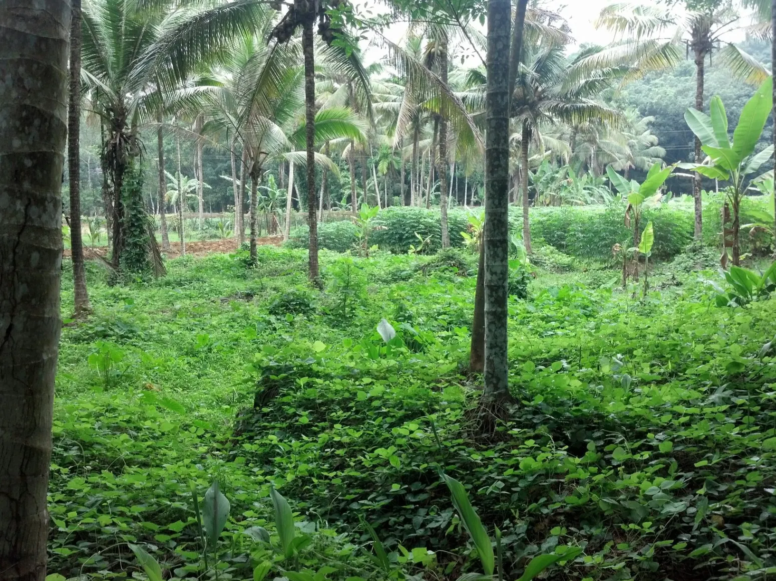 Residential plot - suitable for villas as well