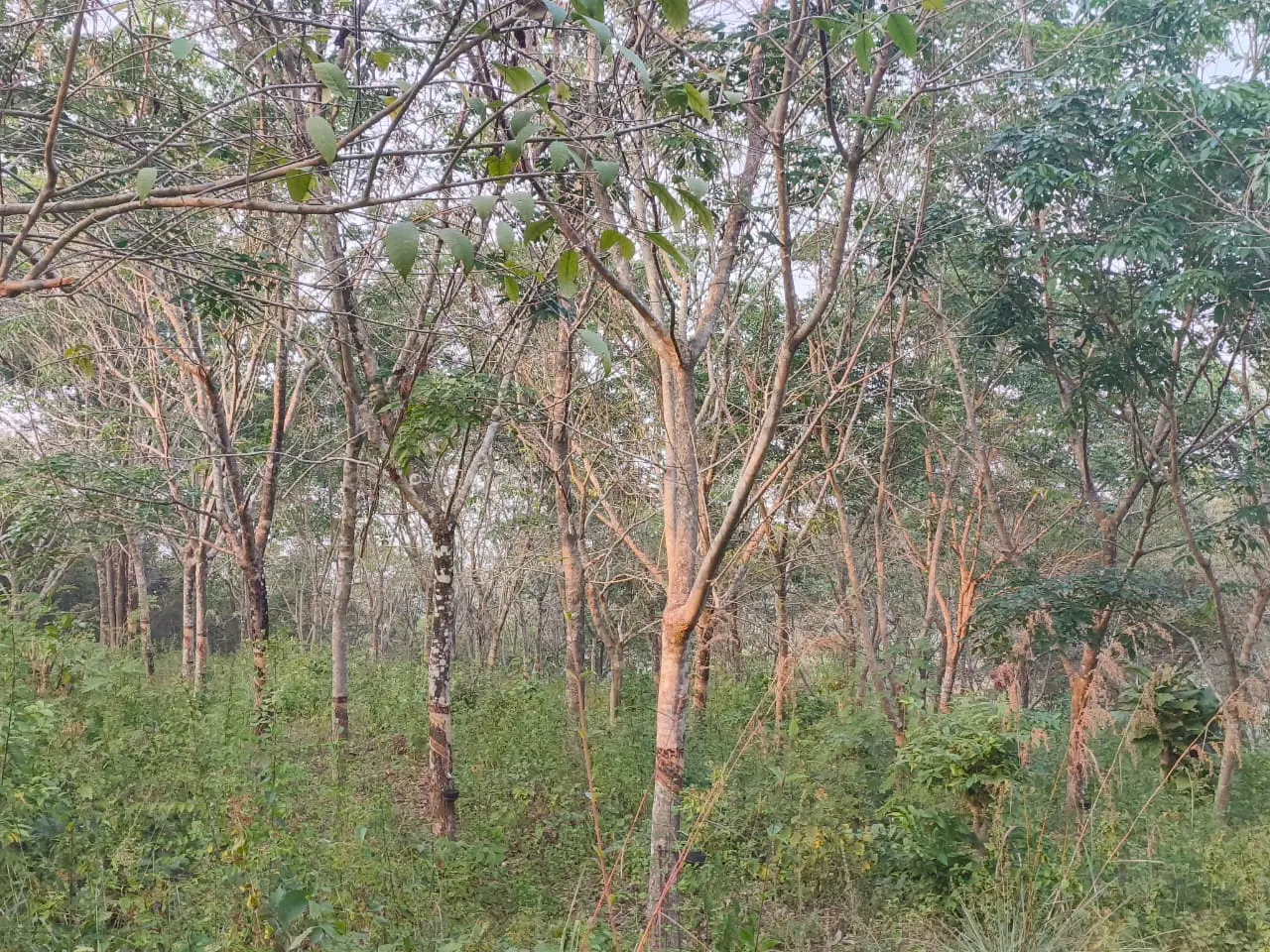 Rubber estate